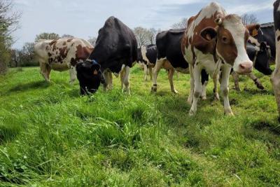 La Vache Brennouse - Agrandir l'image 6 sur 6, fenêtre modale