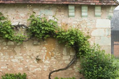 Aux portes de la Touraine - Vigne vierge le long d'un mur - Agrandir l'image 4 sur 5, fenêtre modale