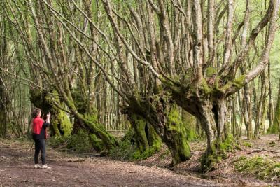 Du parc à la forêt - Arbres têtards - Agrandir l'image 4 sur 5, fenêtre modale