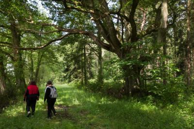 En forêt de Preuilly - Agrandir l'image 1 sur 2, fenêtre modale
