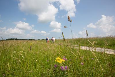 D'un étang à l'autre - Traversée de prairie - Agrandir l'image 2 sur 5, fenêtre modale