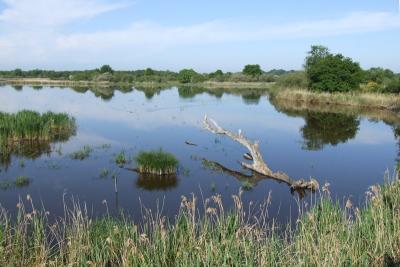 Etang Ricot RNN Cherine - Agrandir l'image 1 sur 2, fenêtre modale