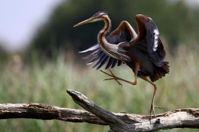 Réserve naturelle de Chérine à St Michel en Brenne - Agrandir l'image 1 sur 5, fenêtre modale