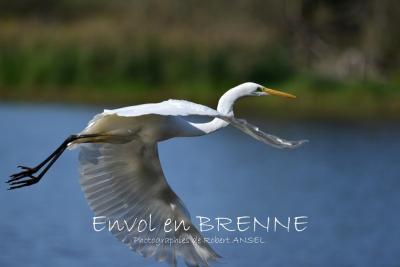 Livre Envol en Brenne - Agrandir l'image 1 sur 2, fenêtre modale