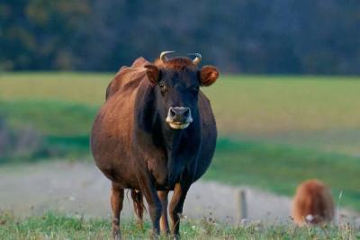 Vache Jersey - Agrandir l'image 7 sur 10, fenêtre modale