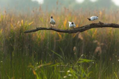 Black headed gull. larus ridibundus