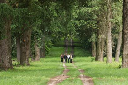 Du parc à la forêt - L'allée des Cèdres