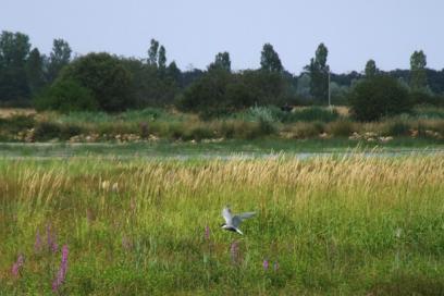 Etang des Essarts
