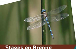 Stages en Brenne au CPIE Brenne Pays d'Azay