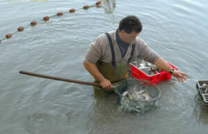 Pêche de l'étang de Bellebouche à Mézières-en-Brenne