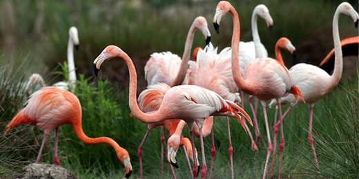 Flamants roses